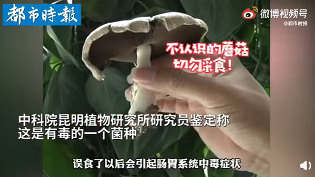 傳送帶輸送帶廠家：神奇！昆明一辦公室內(nèi)竟長(zhǎng)出有毒蘑菇